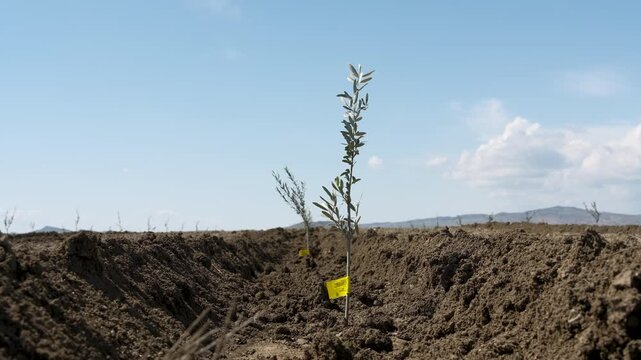 Young olive saplings planted in rows. Small olive trees in newly cultivated soil under a blue sky in a rural plantation in Kakheti region, Georgia.