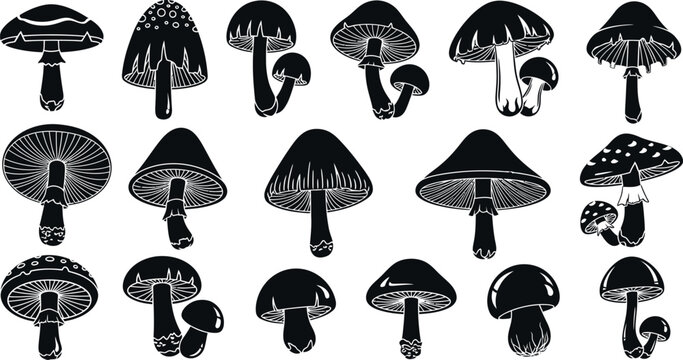 Collection of black and white silhouette mushrooms with detailed gills and stems fungi nature