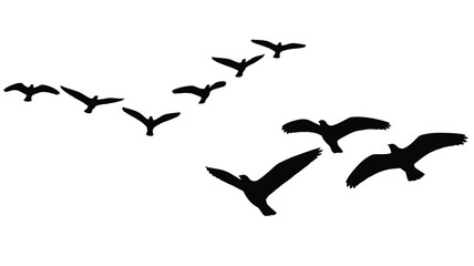 A flock of birds flying in formation a striking black silhouette © Md