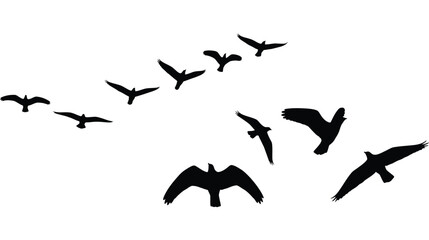A flock of birds in flight presented as a striking silhouette © Md