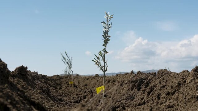 Young olive saplings planted in rows. Small olive trees in newly cultivated soil under a blue sky in a rural plantation in Kakheti region, Georgia.