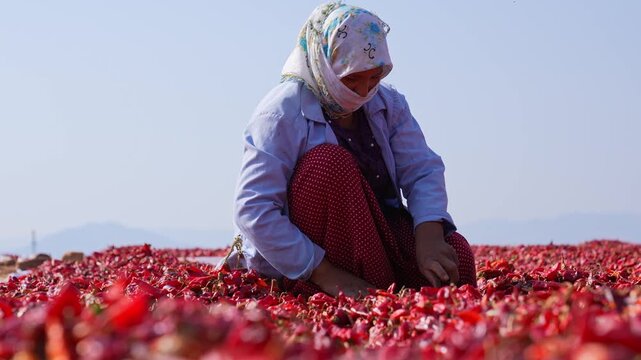 Female agricultural worker sorts and arranges red chili peppers drying under the sun in a rural area; highlights traditional processing, manual labor, spice production and post-harvest work.