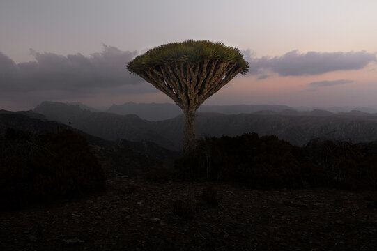 View of a solitary dragon blood tree standing against a backdrop of rugged mountains and a twilight sky with soft clouds Socotra, Yemen.