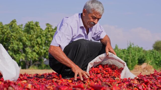 Senior farmer gathers and fills a sack with sun-dried red chili peppers in a rural outdoor setting; represents post-harvest processing, traditional methods and spice production.