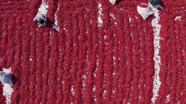 Top-down aerial view of workers arranging and collecting red chili peppers drying under the sun; highlights large-scale post-harvest processing, traditional methods and agricultural production.