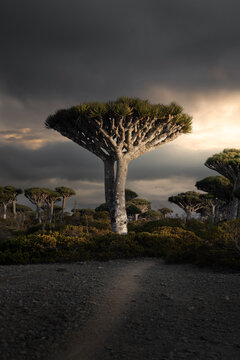 View of dragon blood trees standing on rocky terrain under a dramatic stormy sky with golden light Socotra, Yemen.
