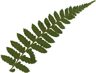 Dried Pressed Green Fern Leaf for Scrapbook and Collage Design, Botanical Isolated PNG © abcvector