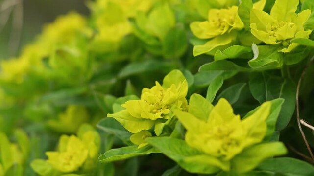 Close-up macro video of vibrant lime green Euphorbia flowers in full bloom, with chartreuse bracts and tiny yellow-green cyathia surrounded by lush dark green foliage, gentle natural movement in soft