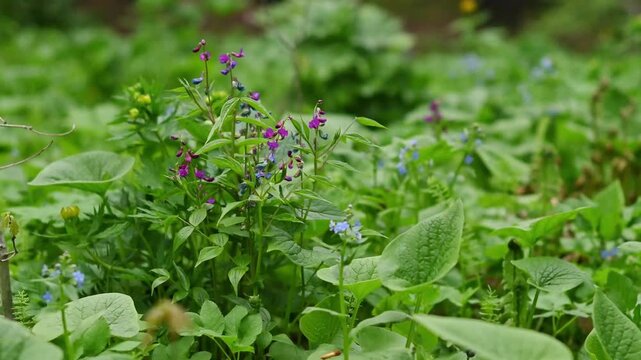 Lush woodland floor with blooming spring wildflowers in vibrant purple and soft blue tones swaying gently in a light breeze. Dense green undergrowth features what appears to be Lathyrus vernus (spring