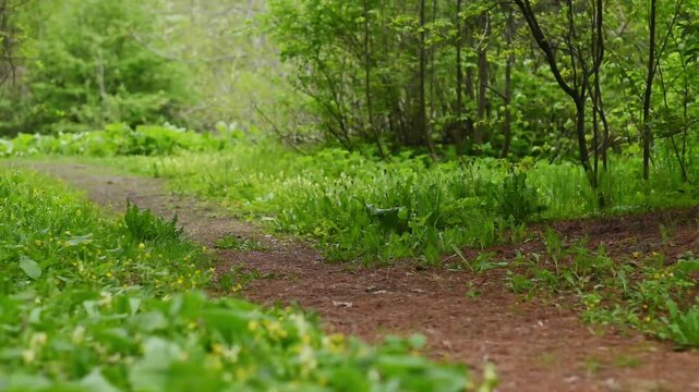 A serene forest trail with a narrow dirt path winding through lush green spring vegetation. Camera slowly pans forward along the woodland path bordered by wildflowers, ground cover plants, and fresh f