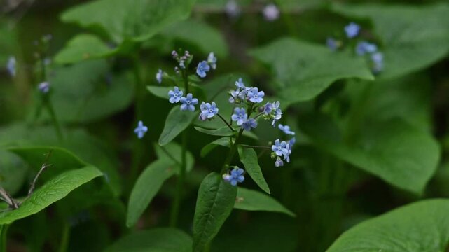 Close-up video of delicate light blue forget-me-not wildflowers (Myosotis) gently swaying among lush green leaves in a woodland setting. Small five-petaled blossoms with white centers cluster along sl