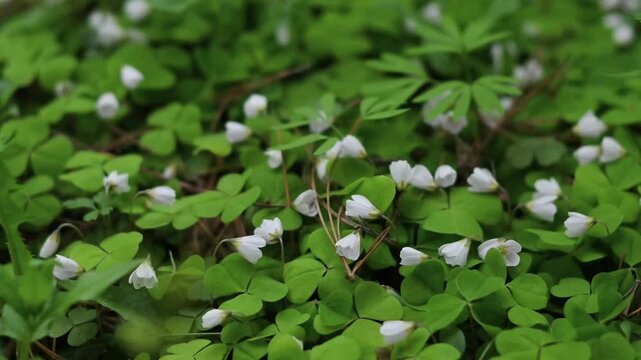 Lush carpet of wood sorrel (Oxalis acetosella) with delicate white bell-shaped flowers gently swaying among bright green heart-shaped trifoliate leaves on a forest floor, close-up ground-level footage