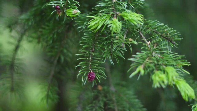 Close-up video of a spruce or fir tree branch with fresh bright green new growth shoots and a single small vivid red-purple immature pine cone hanging delicately, gently swaying in a lush forest setti