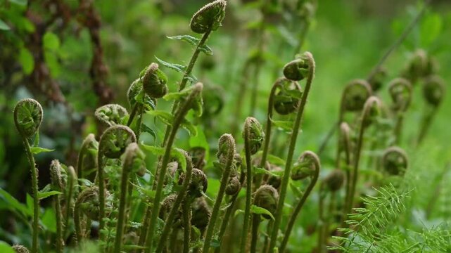 Close-up video of young fern fiddleheads unfurling in a lush green forest environment. Multiple tightly coiled croziers covered in fine brown scales emerge upward, captured in gentle natural light wit