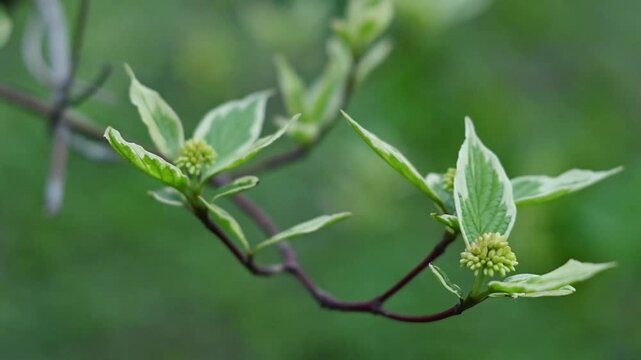 Close-up macro video of variegated dogwood (Cornus alba) branch with fresh spring buds and young green-white leaves gently swaying in breeze, featuring distinctive reddish-purple stems and small round