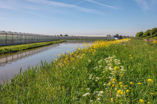 Horticultural greenhouses reflected in the mirror-smooth water. The photo was taken during the Dutch spring season. Cow parsley and rapeseed are blooming on the bank at the water's edge.