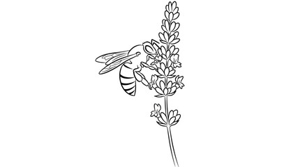 Bee collecting nectar from lavender flower. © Dhii