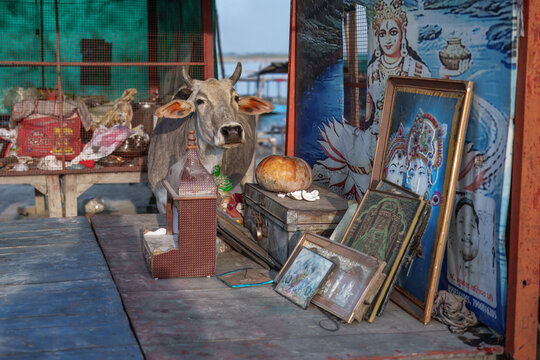 A sacred cow standing behind a traditional Hindu roadside shrine with deity pictures and ritual offerings on the banks of the Ganges River, India.