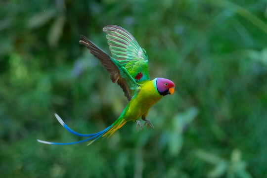 Male Plum-headed Parakeet (Psittacula cyanocephala) in flight, vibrant green wings and plum-colored head with long blue tail, action shot with blurred green forest background, India.