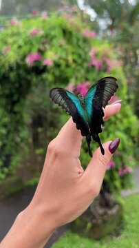 Beautiful green butterfly gently flapping wings while sitting on female hand in tropical garden. Close up of delicate connection between human and nature, soft light and peaceful moment