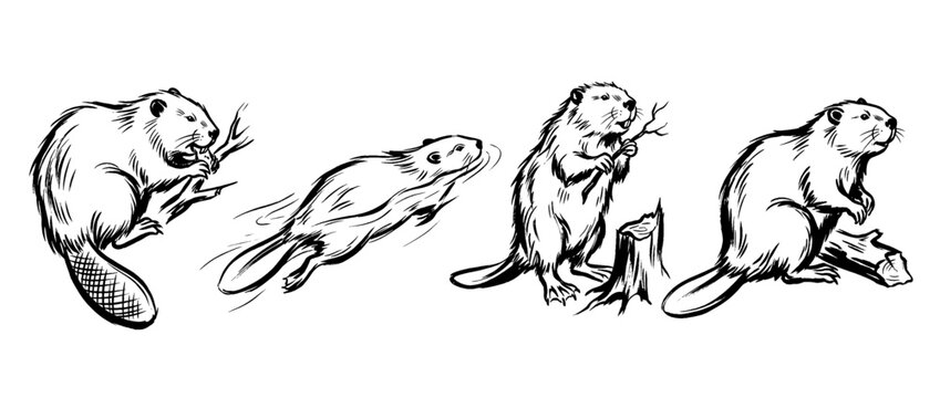 beaver , Traditional Chinese Brush , strokes swirl style