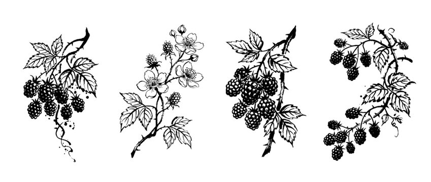 blackberry , Traditional Chinese Brush , strokes swirl style