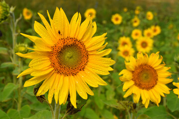 Obraz premium Sunflower flowers in the garden, Sainte-Apolline, Québec, Canada