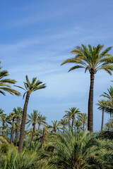 Fototapeta premium Majestic palm trees under clear blue sky in tropical paradise