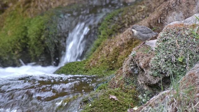 Newborn of White-throated dipper among the waterfalls (Cinclus cinclus)