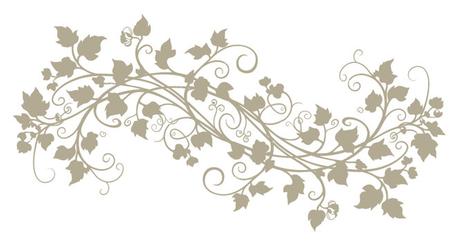 Ivy leaves vine decorative floral element.