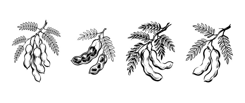 tamarind , Traditional Chinese Brush , strokes swirl style