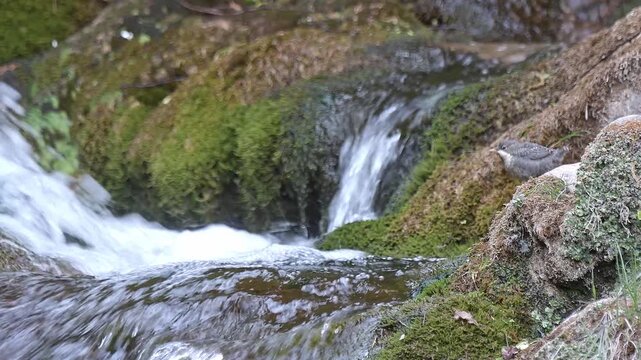 Newborn of European dipper among the waterfalls (Cinclus cinclus)