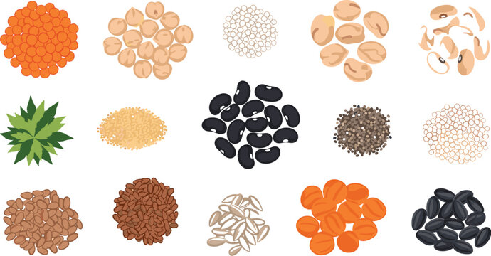 Variety of Seeds Grains and Legumes Illustration Set with Beans Lentils Sunflower Pumpkin Sesame and Rice for Healthy Food and Agriculture Design