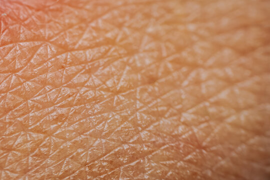 Close-up view of human skin texture showing fine lines and patterns, highlighting the natural details of epidermis and dermis layers under soft lighting conditions