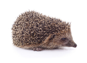 European hedgehog isolated on white background. © voren1