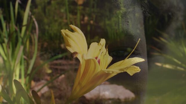 Insect approaching yellow lily seeking nectar in garden, bloom swaying, girl reflection appearing