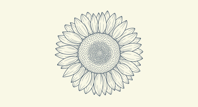Elegant Hand Drawn Sunflower Line Art Illustration, Botanical Sketch for Design and Decor Projects