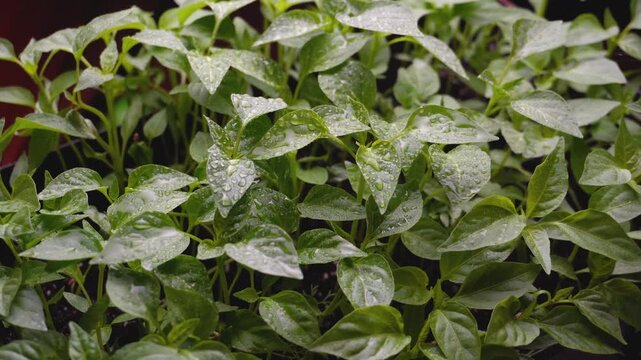 Spraying young sweet pepper seedlings with water from a spray bottle to moisten the leaves and promote proper plant growth