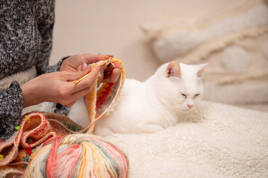 編み物をする飼い主の傍らでリラックスするオッドアイの白猫