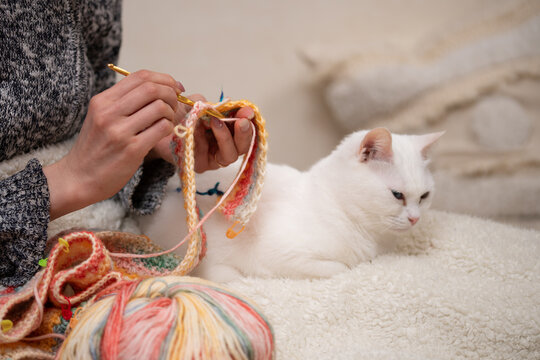 編み物をする飼い主の傍らでリラックスするオッドアイの白猫