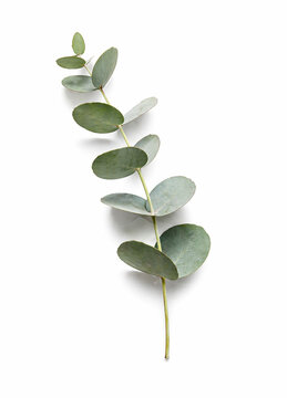 green plant isolated on white background