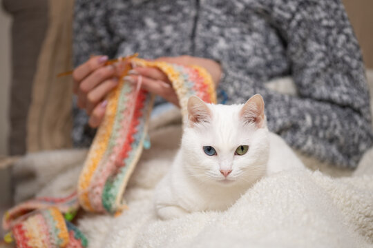 編み物をする飼い主の傍らでリラックスするオッドアイの白猫