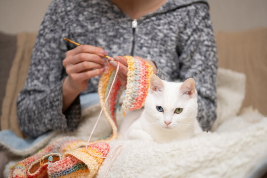 編み物をする飼い主の傍らでリラックスするオッドアイの白猫
