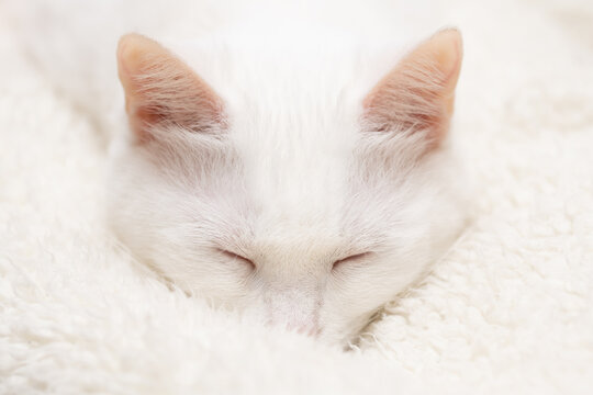 白いふわふわの毛布の中で眠る白猫のクローズアップ