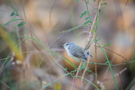A bird perching on a branch.