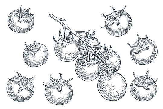Vintage hand drawn sketch vector illustration of tomatoes. Fresh salad vegetables. Agriculture and farm design elements