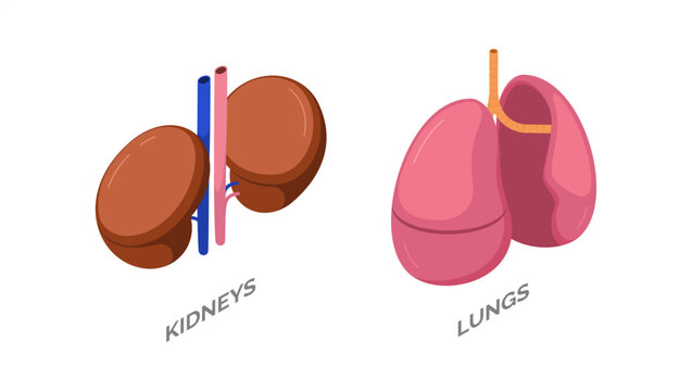 Human kidney and lungs set. Vector isolated isometric anatomical elements. Respiratory and filtration systems. Healthcare education and anatomy studies, scientific and medical infographics