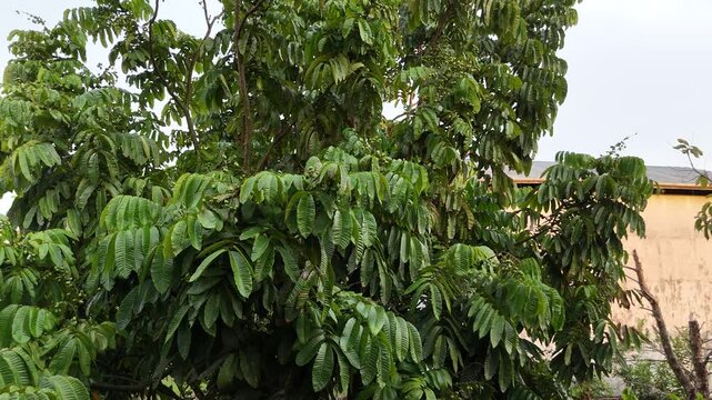 A lush Matoa tree (Pometia pinnata) bearing green fruit in a tropical garden.