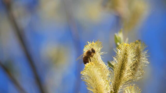 Honey Bee in Flight Approaching Willow Catkins with Pollen Baskets Against Blue Sky | Pollination in Action, the Vital Work That Keeps Our World in Bloom