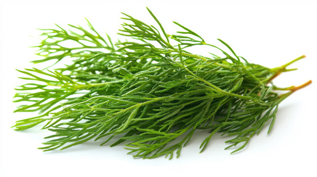 Fresh dill sprigs are isolated against a white background showing their vibrant green color and delicate feathery texture, perfect for culinary or botanical use.